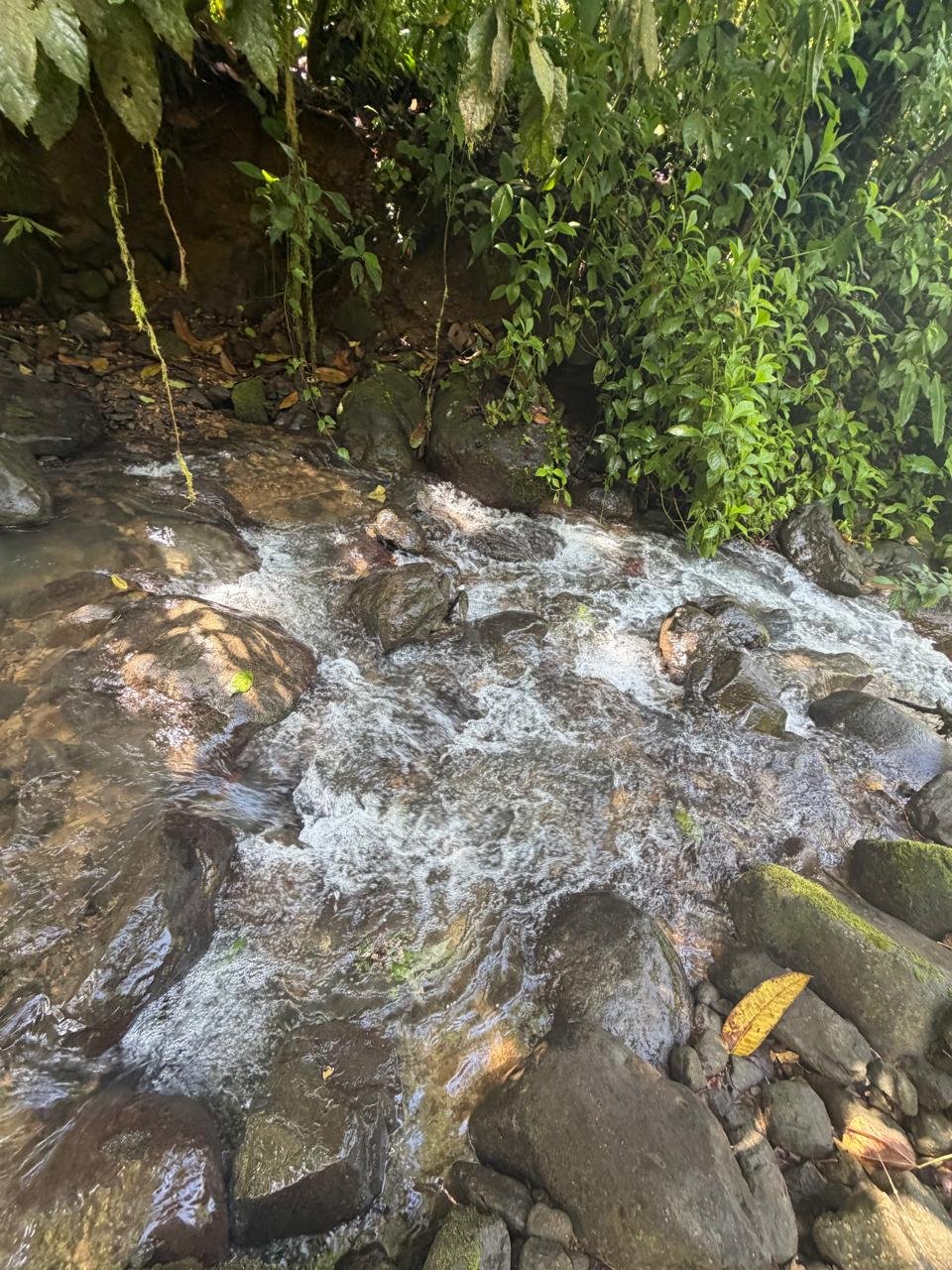 Natural water source in the Costa Rican rainforest